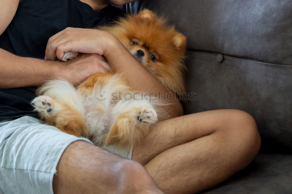 Similar – Foto Bild Junge Frau liegt auf dem Rücken und streichelt einen kleinen Terrier Hund auf einem grauen Sofa