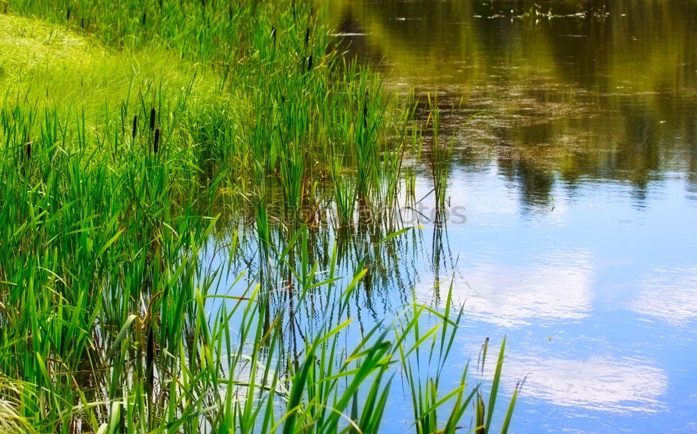 Similar – Gras grün Sommer frisch