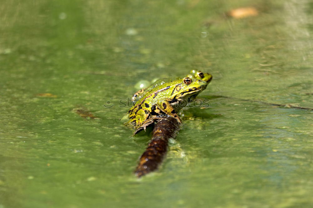 Similar – Image, Stock Photo grasshopper Green White