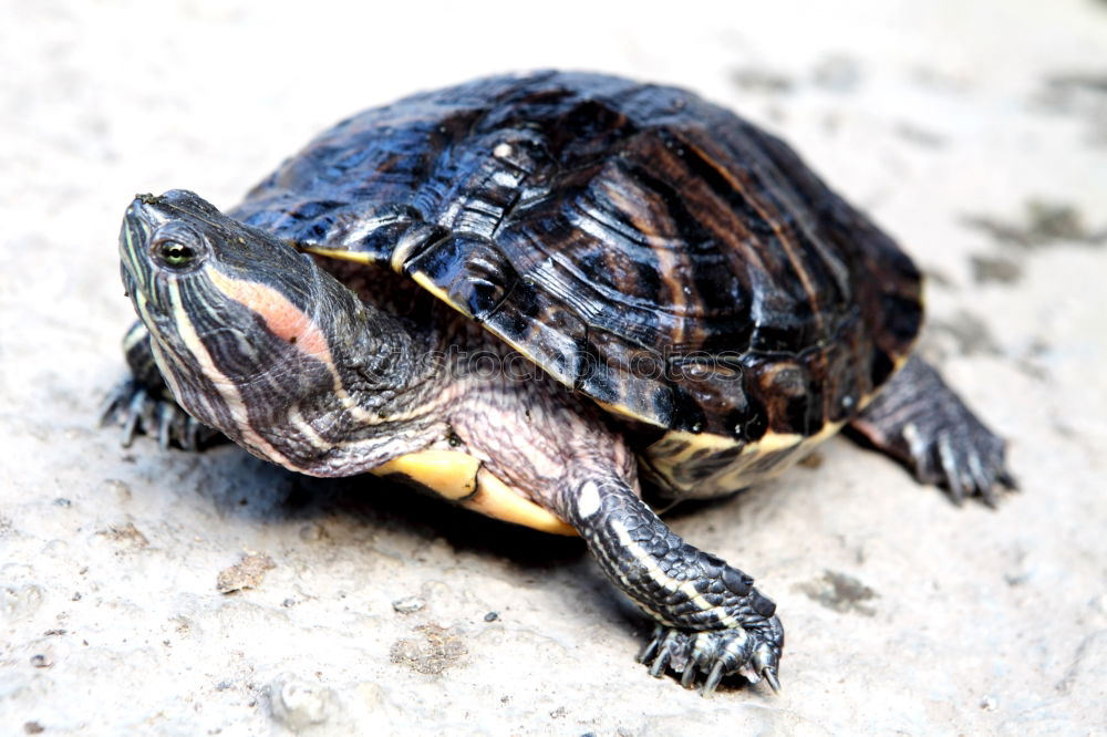 Similar – Image, Stock Photo Big turtle on old wooden desk