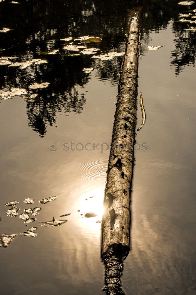 Similar – Image, Stock Photo Summer