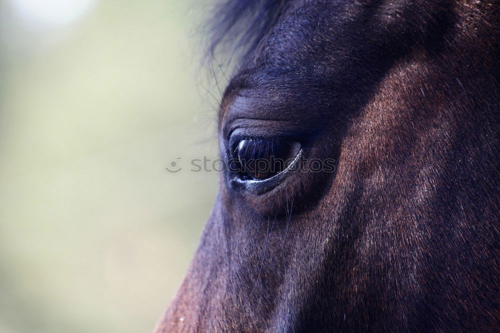 Similar – Image, Stock Photo The Eye Animal Farm animal