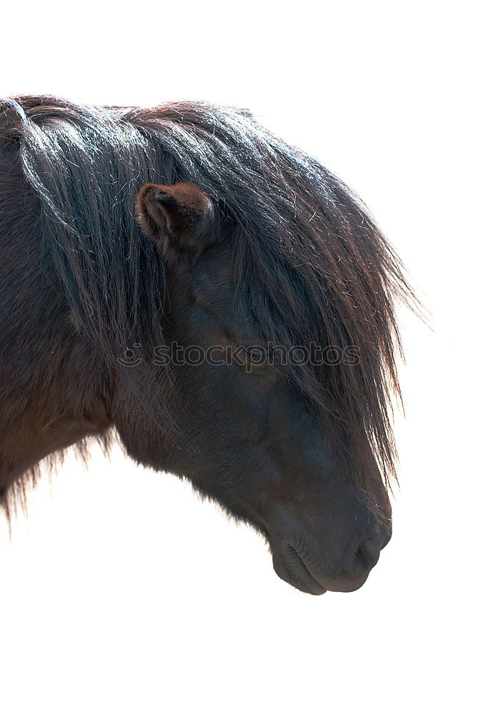 Similar – Image, Stock Photo 2 ponies Winter Snow