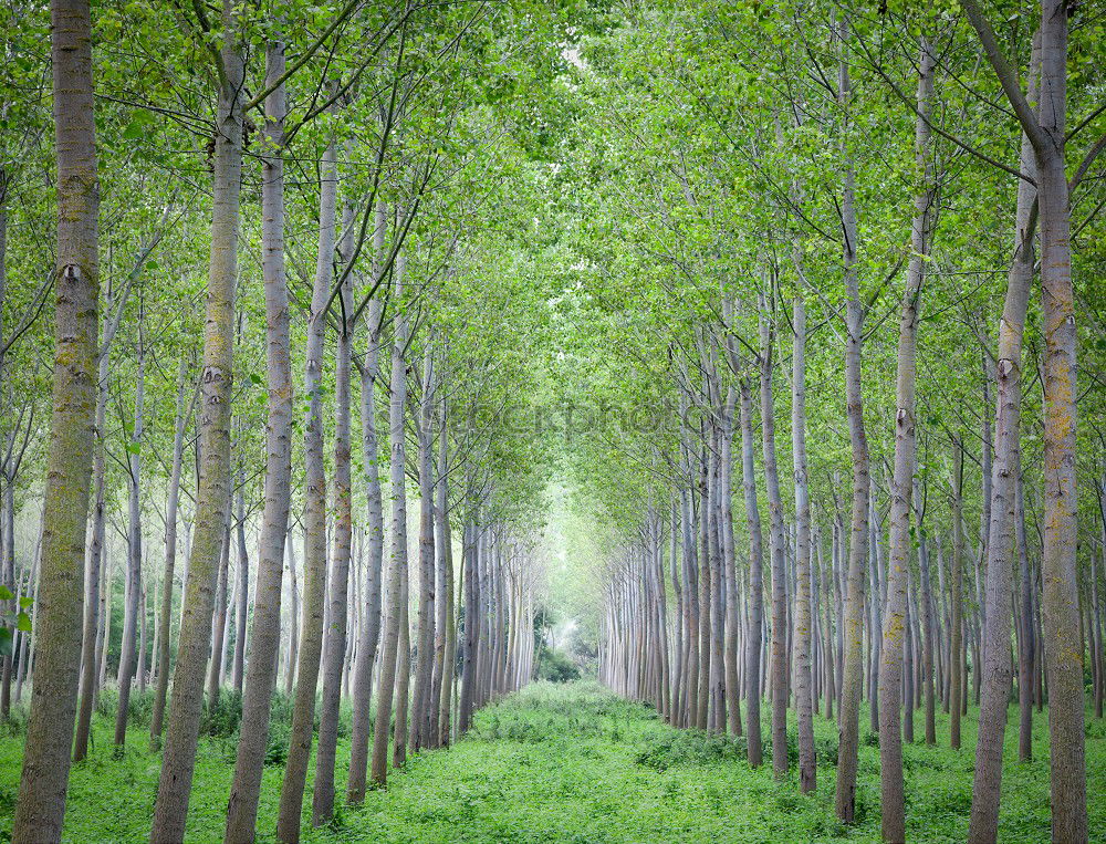 Similar – Foto Bild Allee in Meudon bei Paris