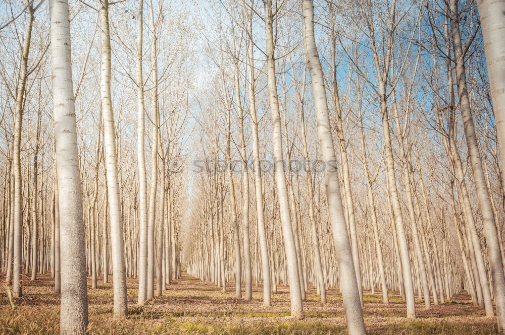 Similar – Image, Stock Photo Russian wood Winter Snow