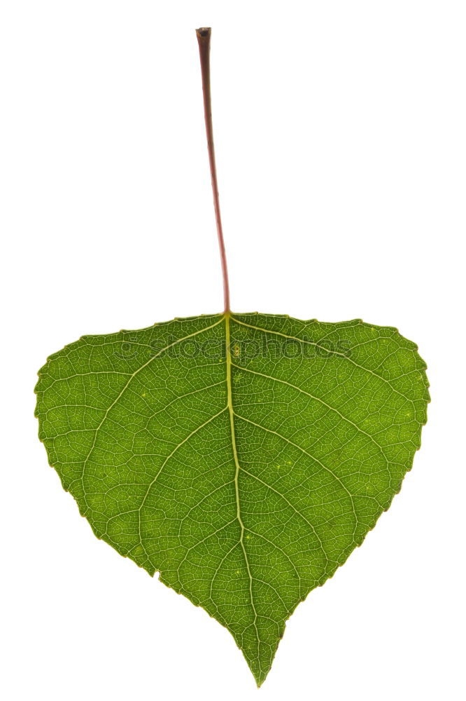 Similar – Image, Stock Photo transformation Plant