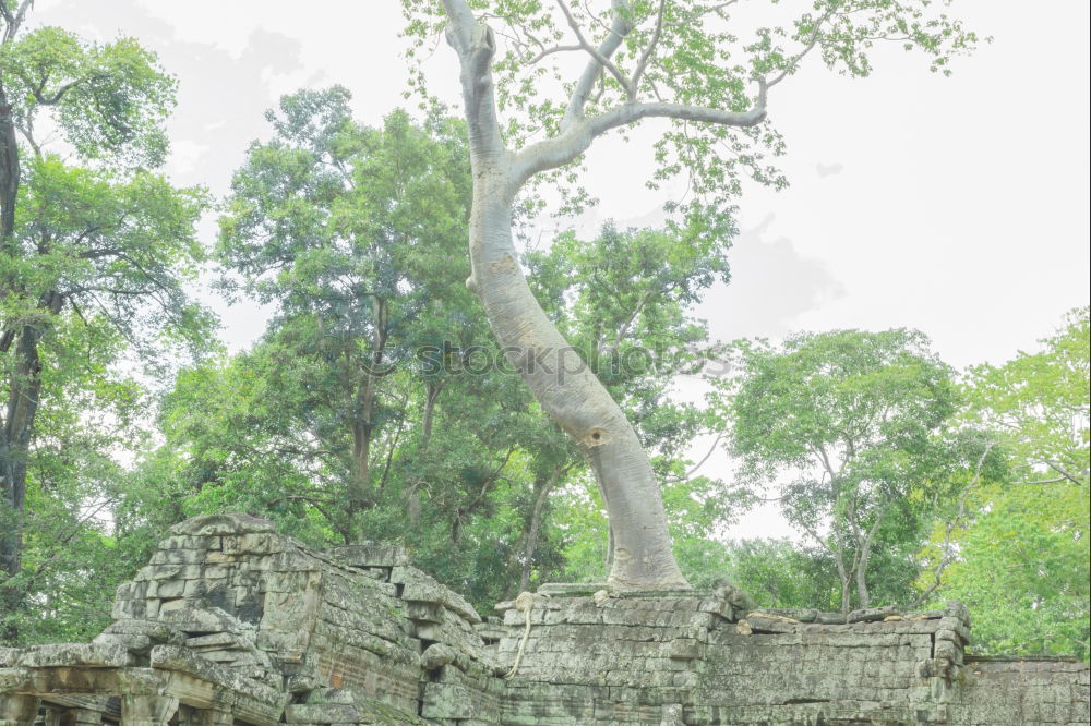 Similar – Tomb Raider Temple, Cambodia