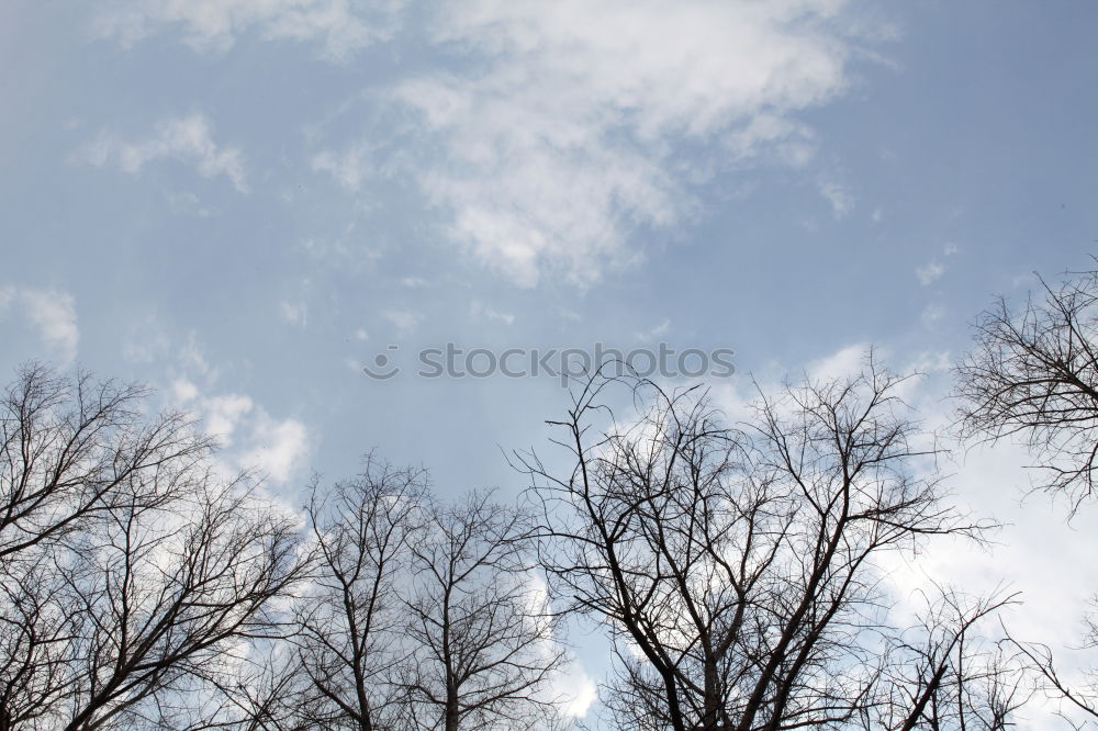 Similar – Bäume Baum grün Sommer