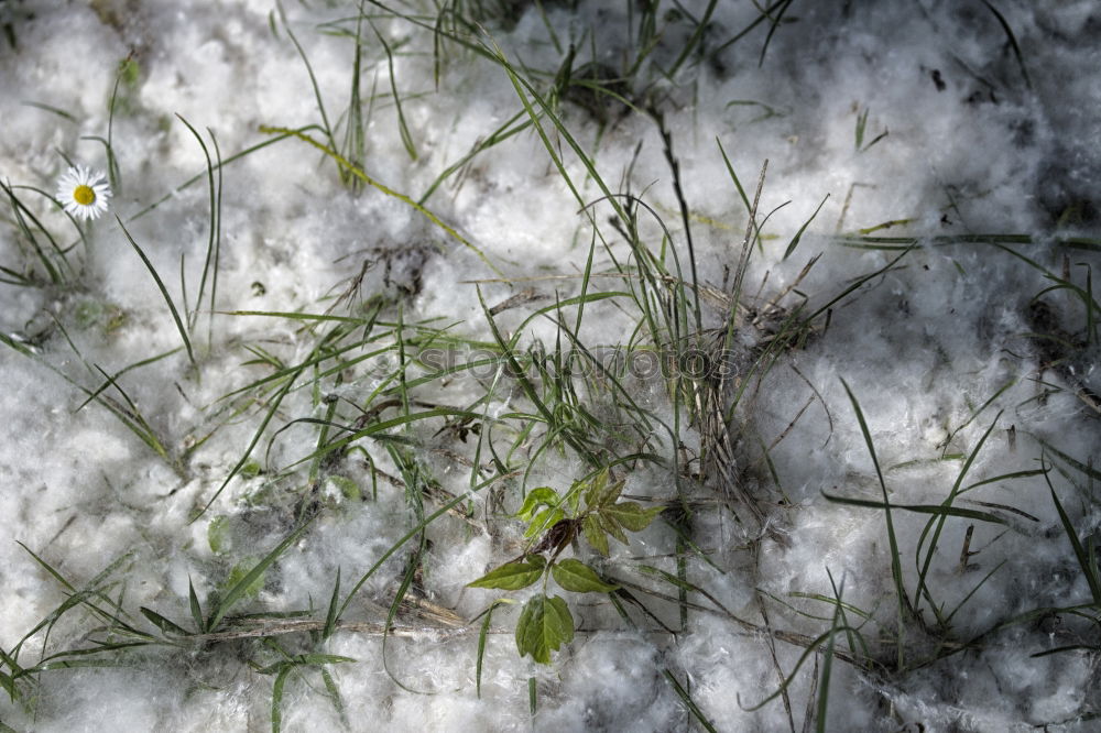 Similar – Flowers on the mountain pasture