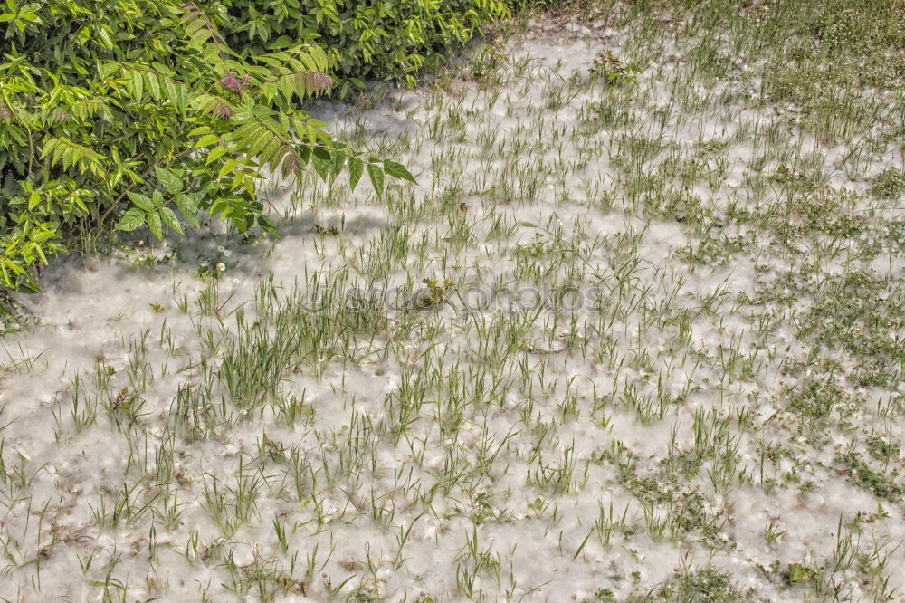 Similar – Foto Bild Frühlingserwachen grün