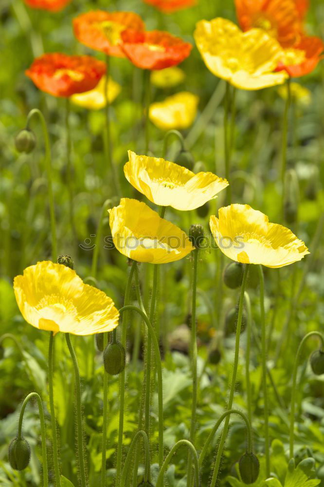 Similar – Foto Bild ein echtes Mauerblümchen…