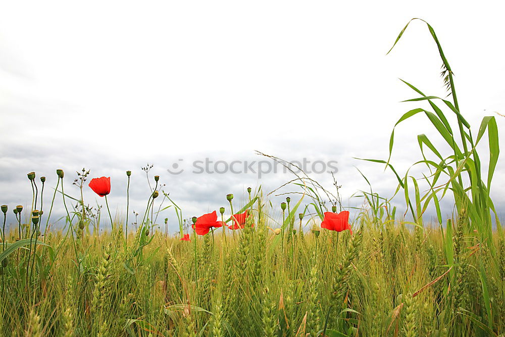 Similar – Image, Stock Photo Poppies and more Poppy