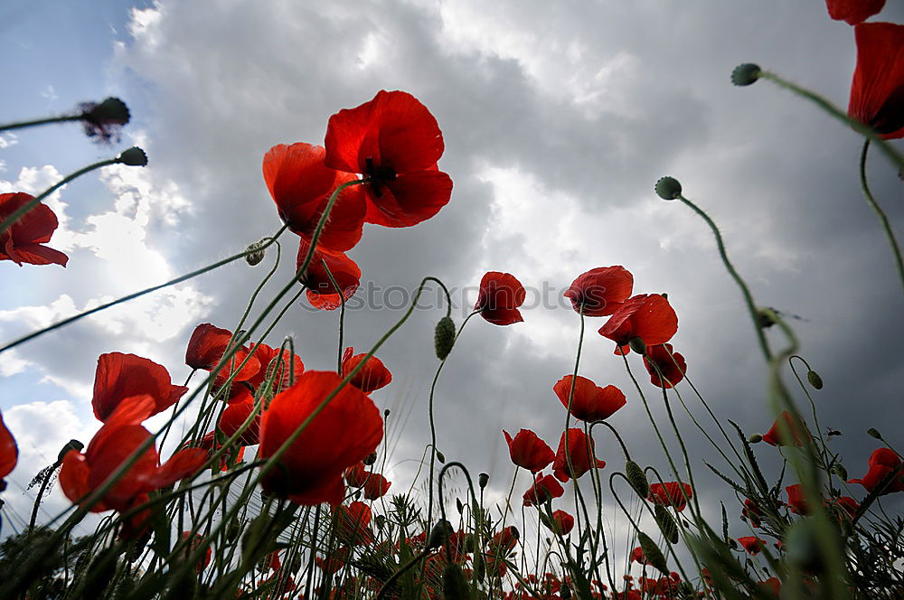 Similar – Farbe verloren… Mohn