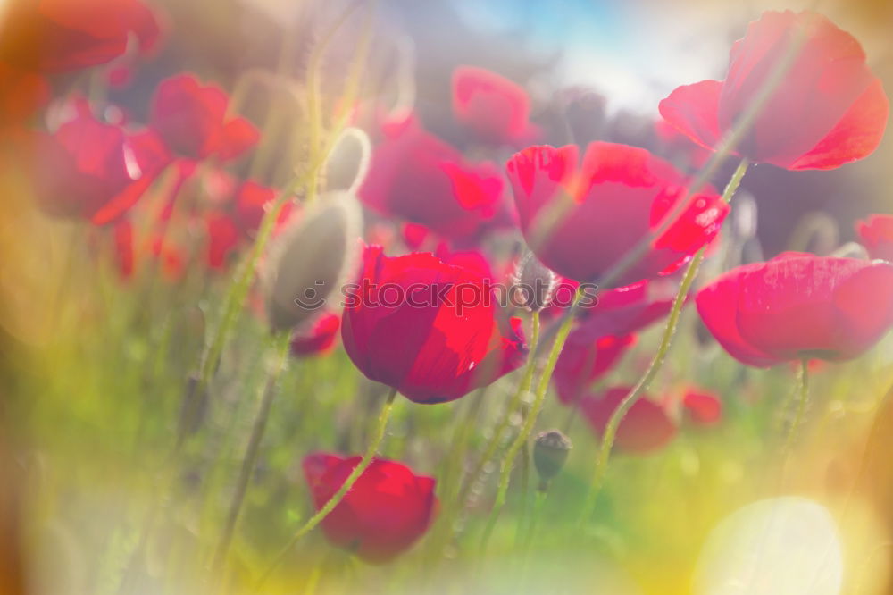 Similar – Image, Stock Photo poppy meadow Summer