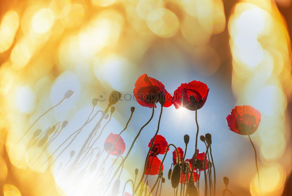 Similar – Image, Stock Photo Poppies on summer meadow