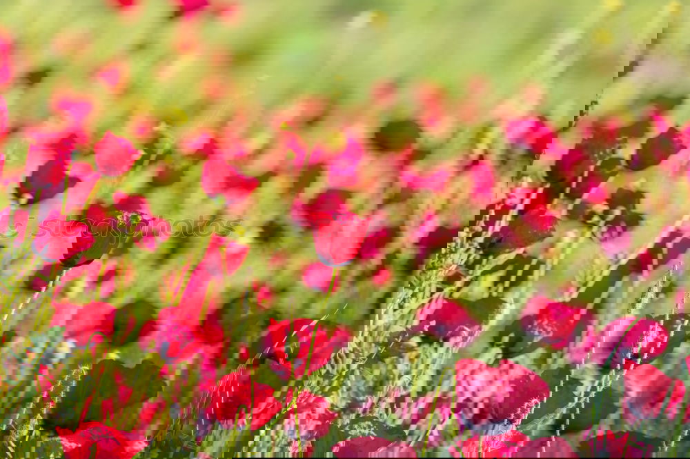 Similar – Image, Stock Photo poppy field in summertime. vintage retouch