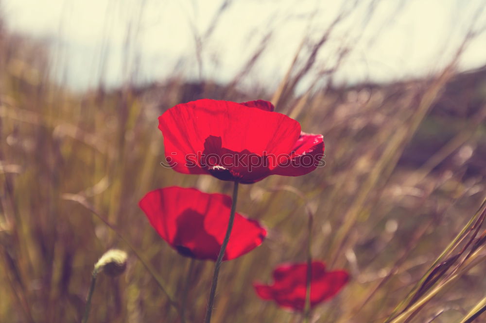 Similar – Image, Stock Photo on one’s own Nature Plant