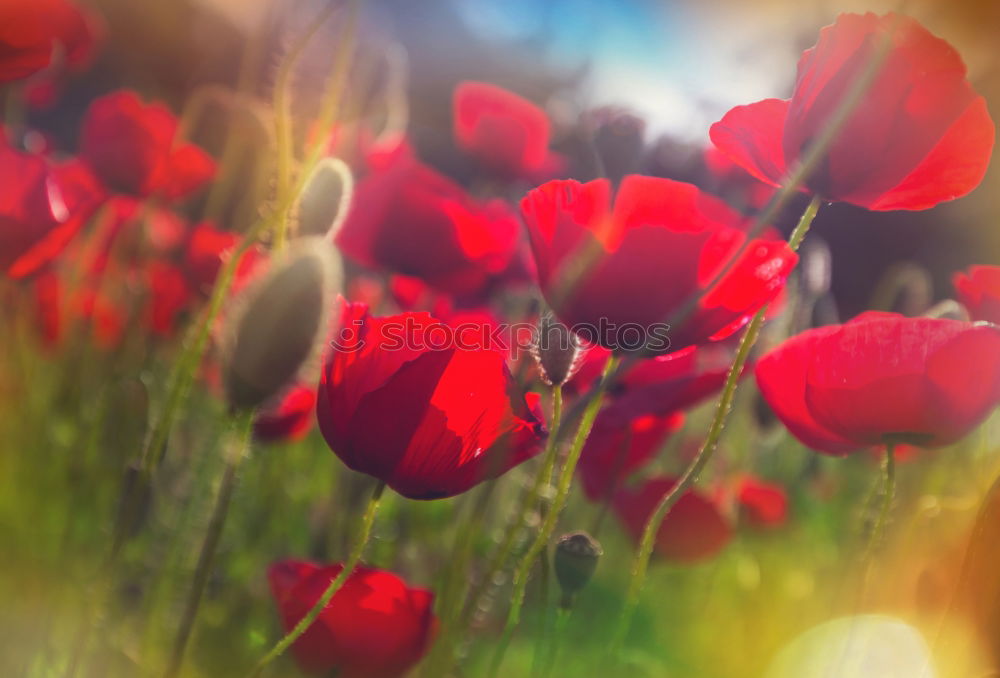 Similar – Image, Stock Photo poppy meadow Summer