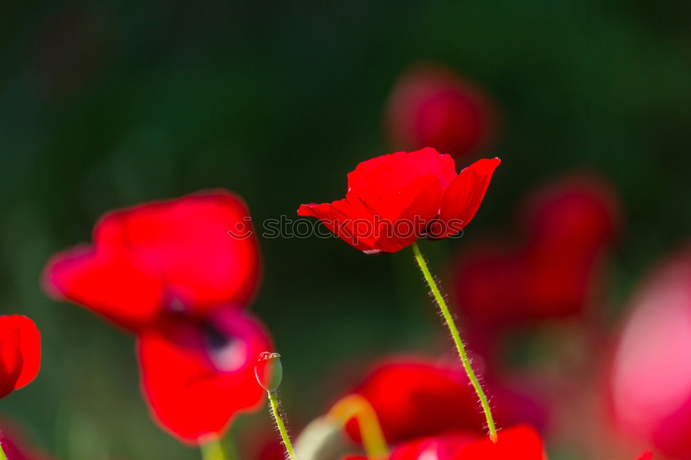 Similar – mehr Mohn Umwelt Natur