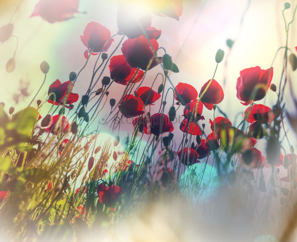 Similar – Image, Stock Photo Poppies on summer meadow