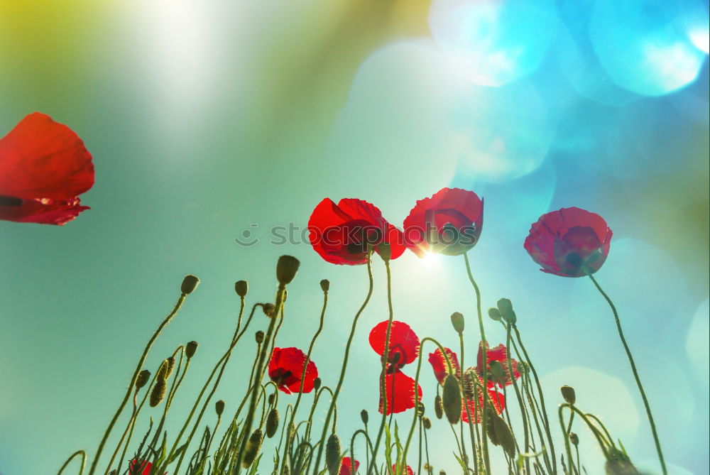 Image, Stock Photo Poppies on summer meadow