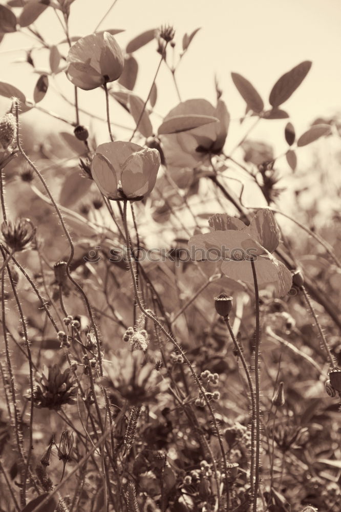 Similar – Blumenmeer Mohn Licht