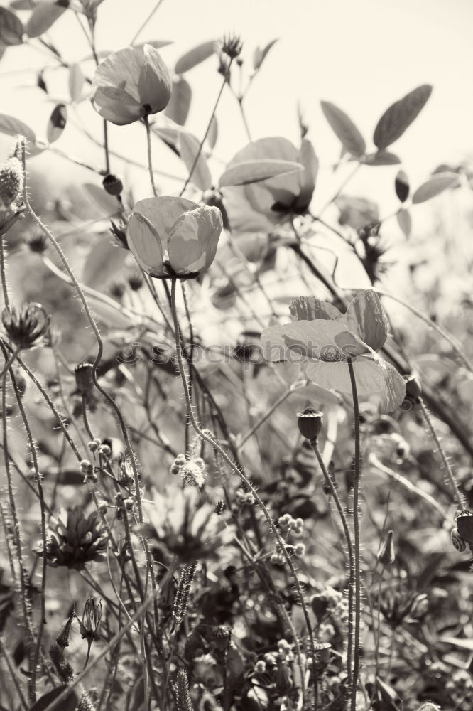 Similar – Image, Stock Photo tapintatos Plant Blossom