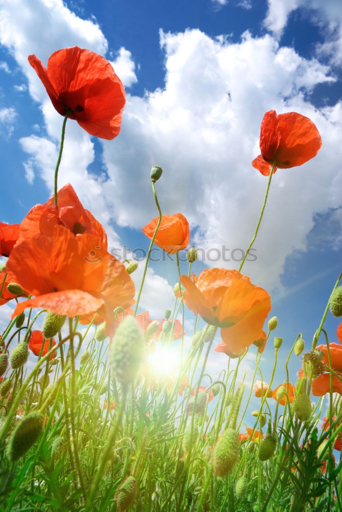 Similar – poppy Nature Plant Sky