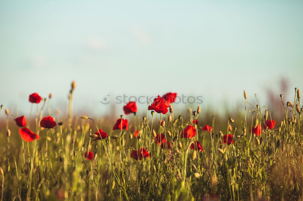 Similar – poppies Environment Nature