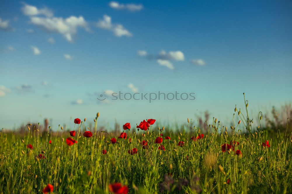 Similar – poppy field Environment