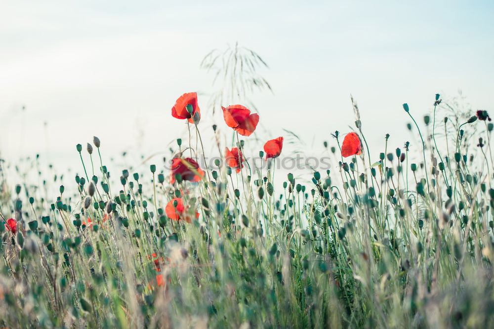 Similar – poppies Environment Nature