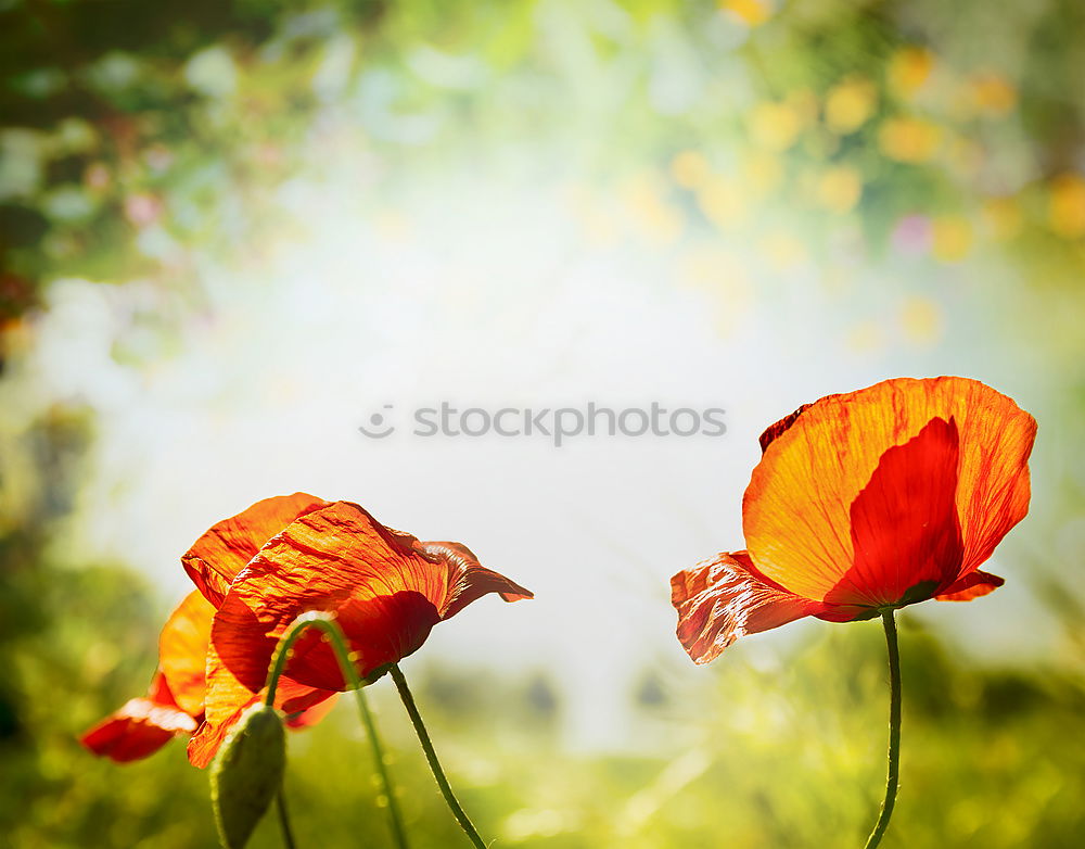 Similar – more poppy Nature Plant