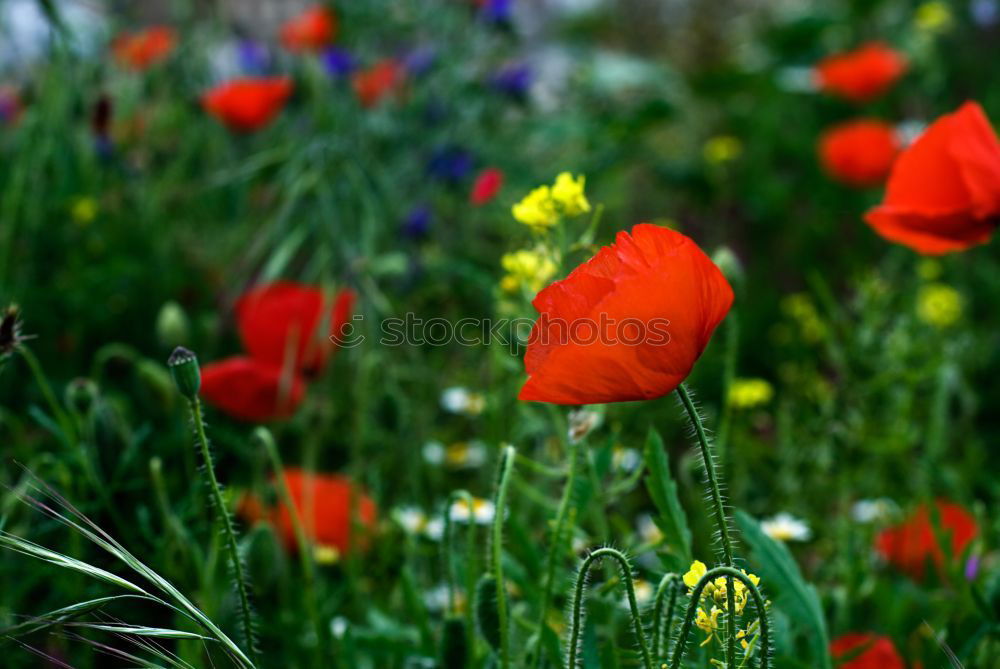 Similar – Image, Stock Photo flower meadow Meadow