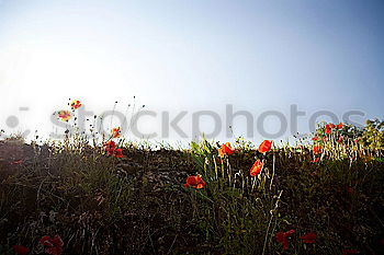 Similar – Image, Stock Photo pipat Meadow Poppy Grass
