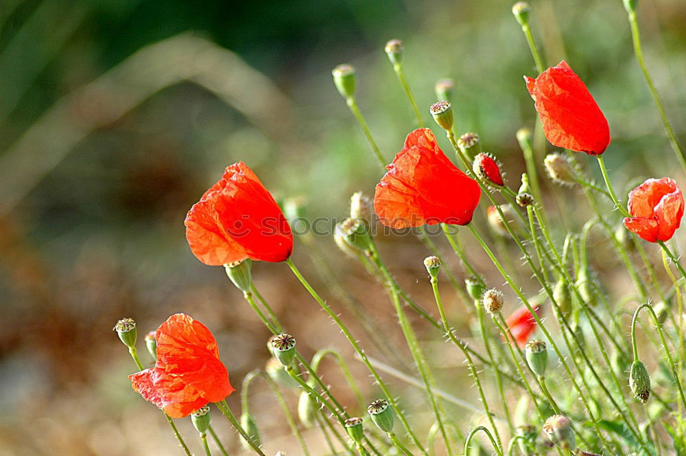 Similar – Image, Stock Photo Wheat field in spring with poppies