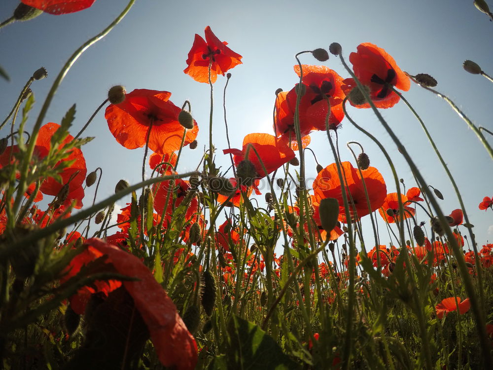 Similar – Image, Stock Photo pipat Meadow Poppy Grass
