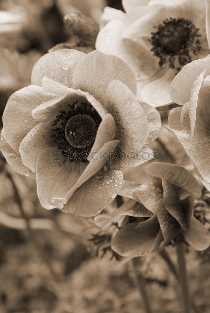 Similar – shadow plays Plant Flower