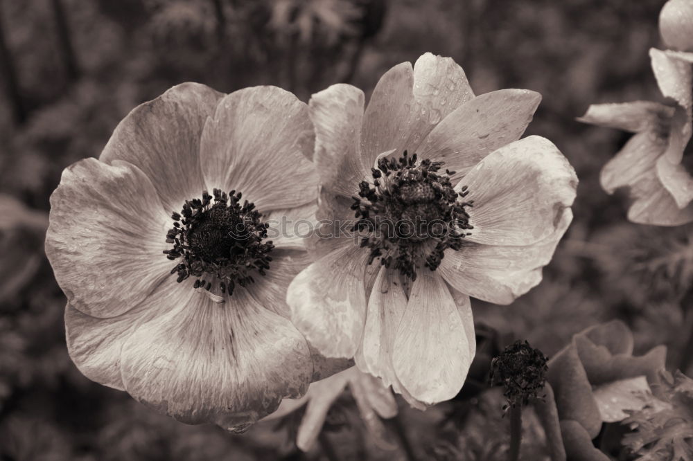 Similar – Image, Stock Photo poppy seed