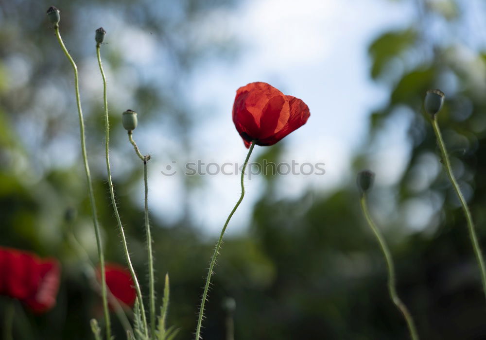 Similar – Image, Stock Photo pipat Meadow Poppy Grass