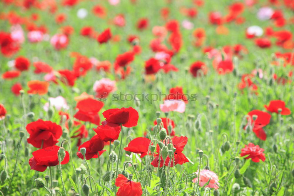 Similar – Image, Stock Photo corn poppy Poppy Flower