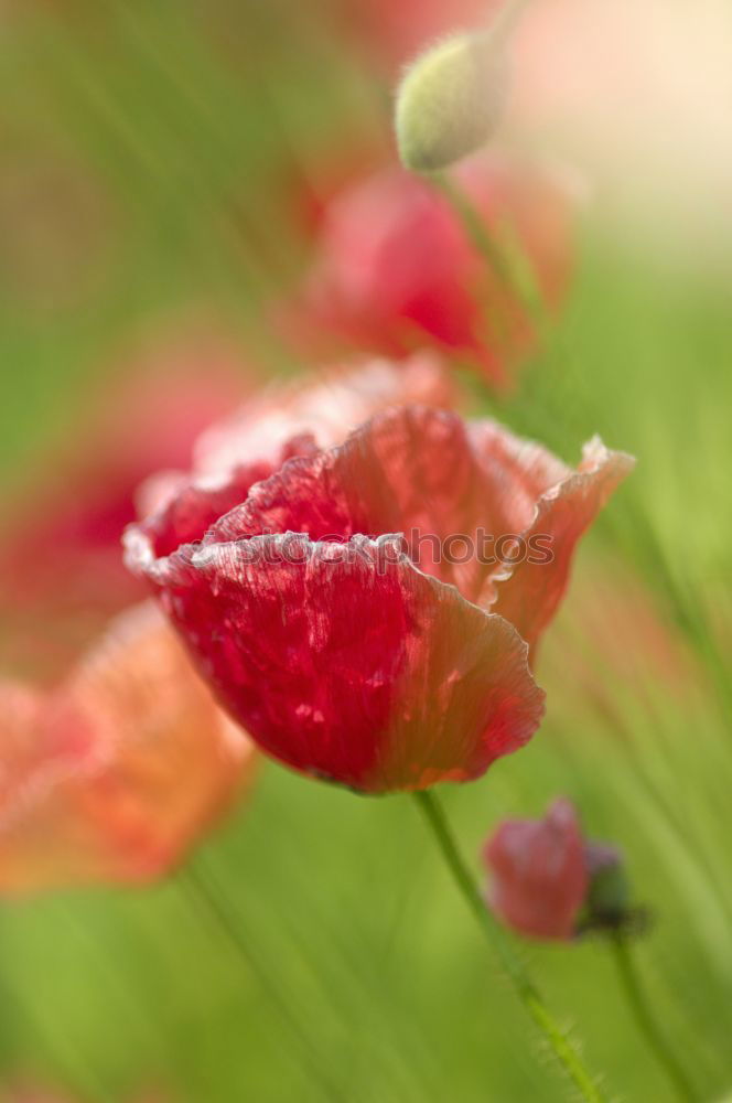 Similar – Image, Stock Photo flowering Environment