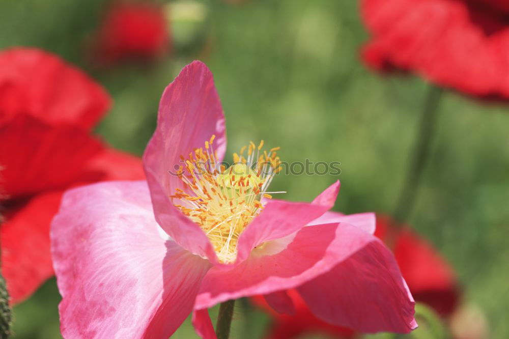 Similar – Image, Stock Photo bee party Honey Honey bee