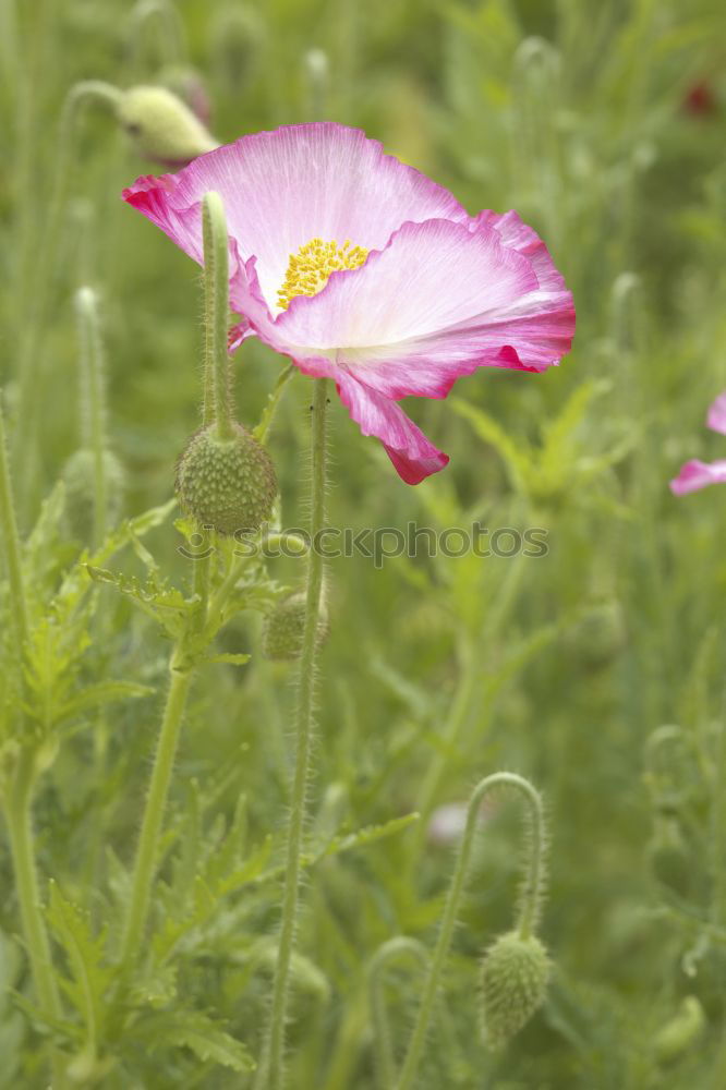 Similar – Foto Bild Farbtupfer Pflanze Sommer