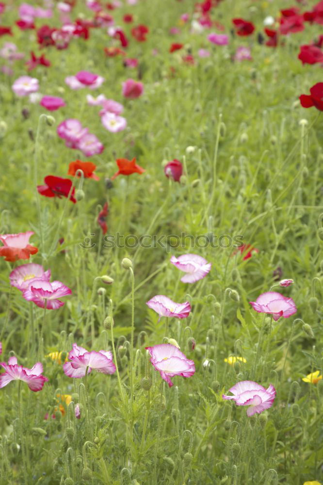 Similar – How the carnations breathe in the air!