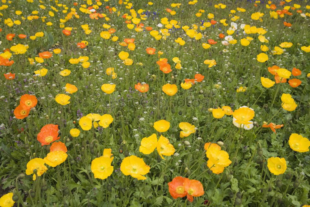 Similar – still fast ne beautiful flower meadow .. and