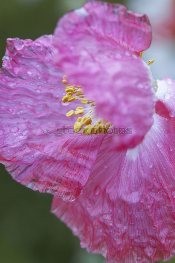 Similar – Image, Stock Photo Purple Flower Blossom