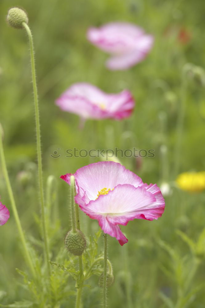 Similar – Foto Bild Farbtupfer Pflanze Sommer