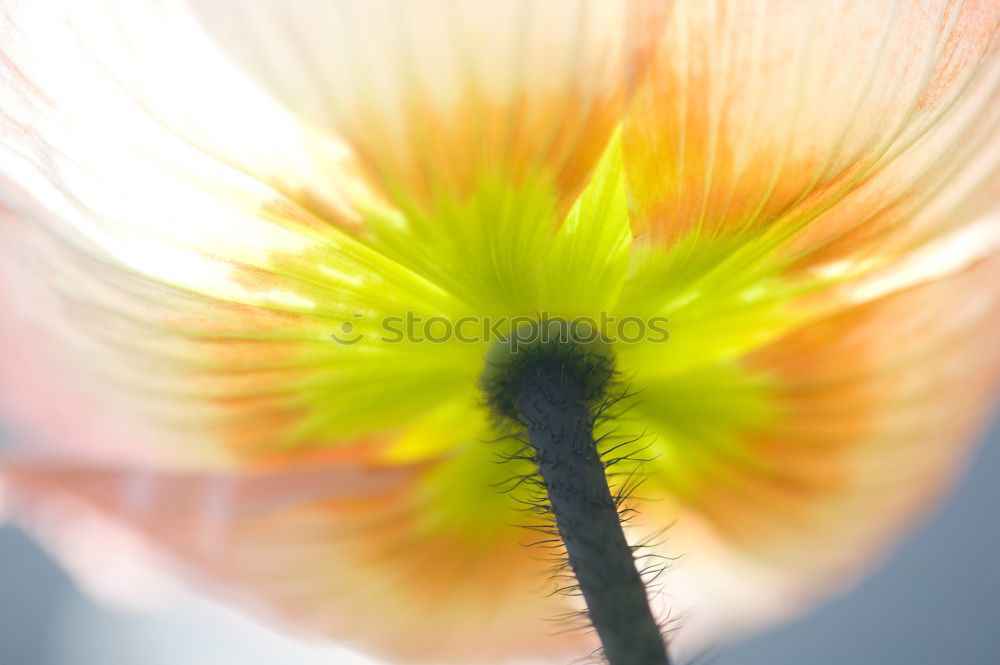 Similar – pollen Flower Pollen Pink