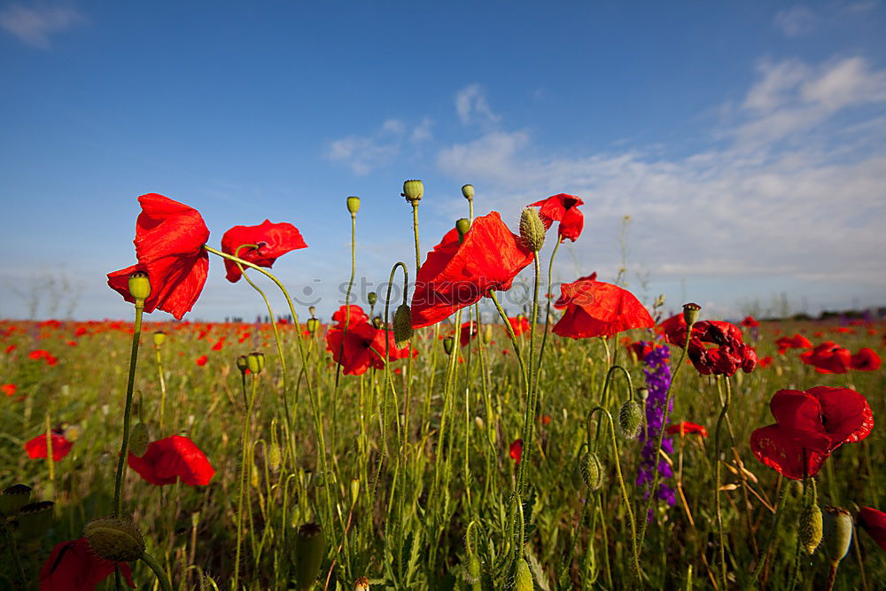 Similar – Image, Stock Photo Spreedorado field party.