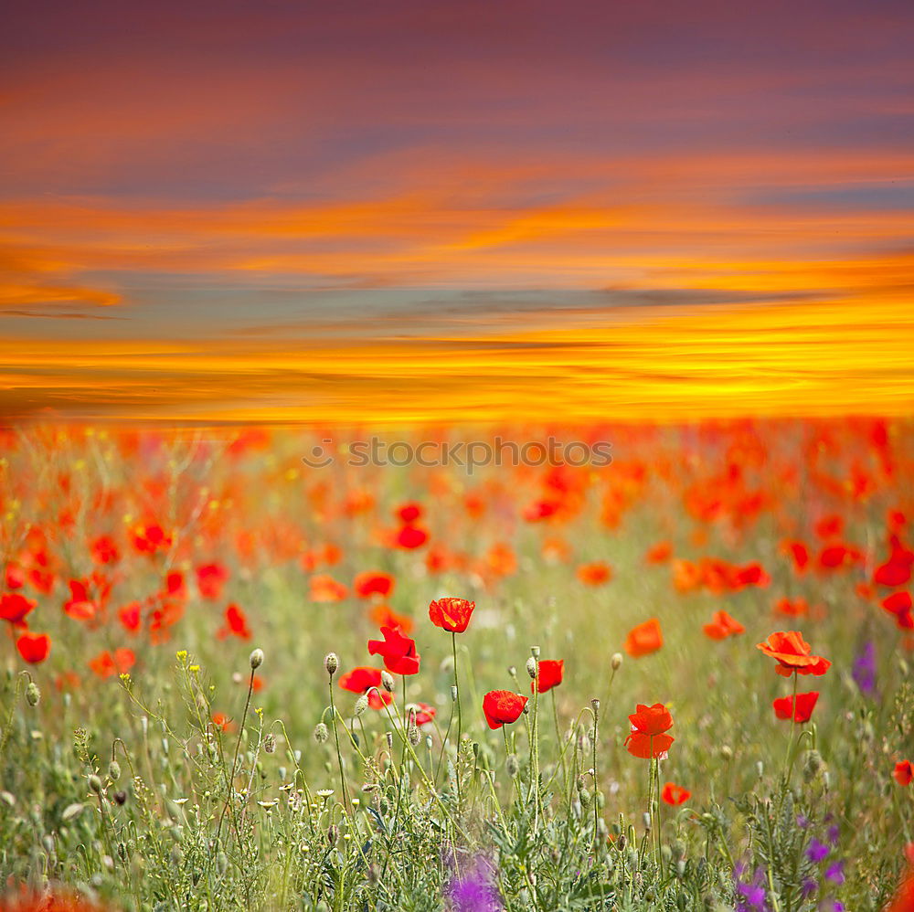 Similar – Image, Stock Photo poppy seed, poppy seed, poppy seed…